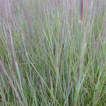 Schizachyrium scoparium Prairie Blues - Prairiegras