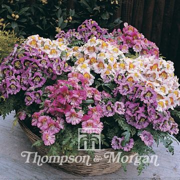Schizanthus hybridus Dwarf Bouquet Mixed (zaad) - Boerenorchidee