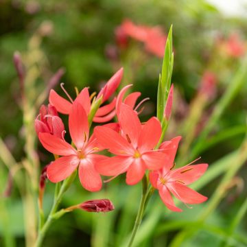 Schizostylis coccinea - Moerasgladiool