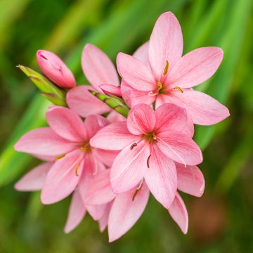 Schizostylis coccinea Rosea - Moerasgladiool