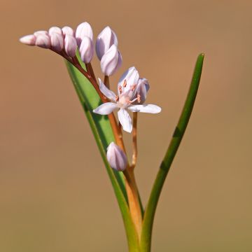 Scilla bifolia Rosea - Vroege sterhyacint