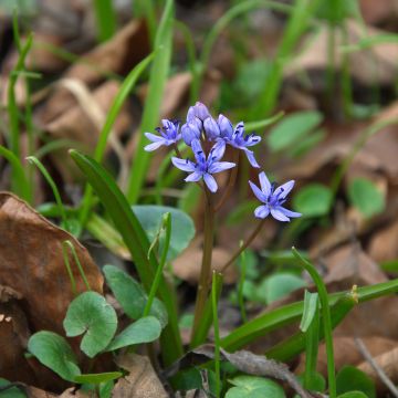 Scilla siberica Spring Beauty - Oosterse sterhyacint