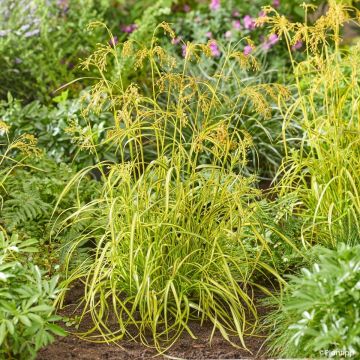 Scirpus pendulus Stars and Strips
