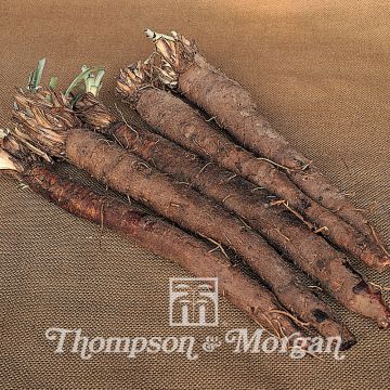 Scorzonera hispanica (zaad) - Schorseneer