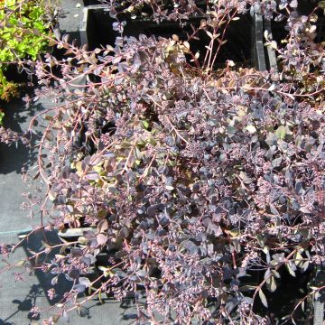 Sedum Bertram Anderson - Hemelsleutel