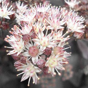 Sedum Chocolate - Hemelsleutel