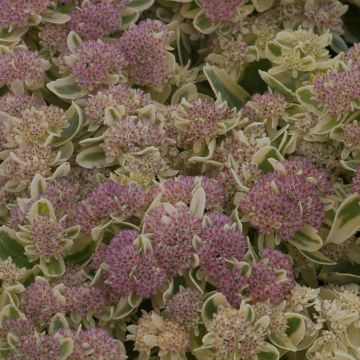 Sedum spectabile Frosted Fire - Hemelsleutel