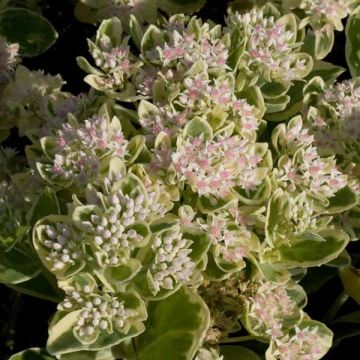 Sedum Frosty Morn - Hemelsleutel