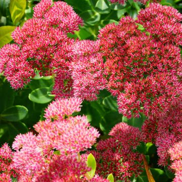 Sedum Herbstfreude - Hemelsleutel