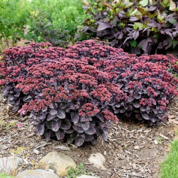 Sedum telephium Back in Black - Hemelsleutel