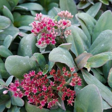 Sedum telephium Marina - Hemelsleutel