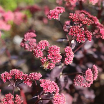 Sedum Mojave Jewels Diamond - Hemelsleutel
