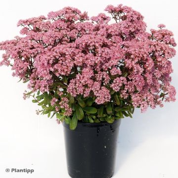 Sedum Sunsparkler Jade Tuffet - Hemelsleutel