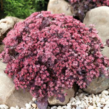 Sedum Sunsparkler Plum Dazzled - Hemelsleutel