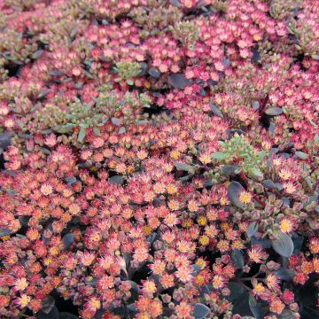 Sedum Sunsparkler Dazzleberry - Hemelsleutel