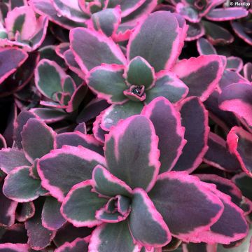Sedum Sunsparkler Dream Dazzler - Hemelsleutel