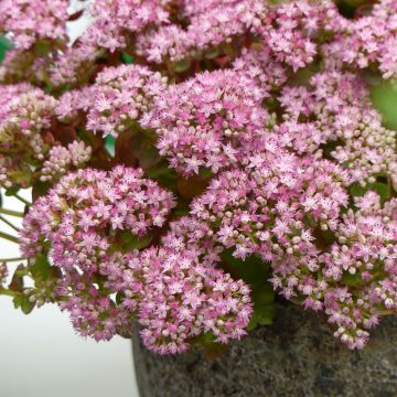 Sedum Sunsparkler Lime Zinger - Hemelsleutel