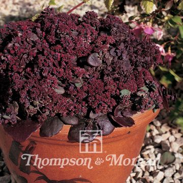 Sedum ussuriense Turkish Delight (zaad) - Hemelsleutel