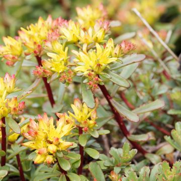 Sedum kamtschaticum var. floriferum Weihenstephaner Gold - Vetkruid