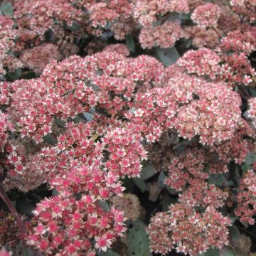 Sedum spectabile Yellow Xenox - Hemelsleutel
