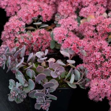 Sedum cauticola Lidakense - Vetkruid