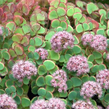 Sedum sieboldii - Vetkruid
