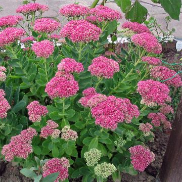Sedum spectabile Meteor - Hemelsleutel