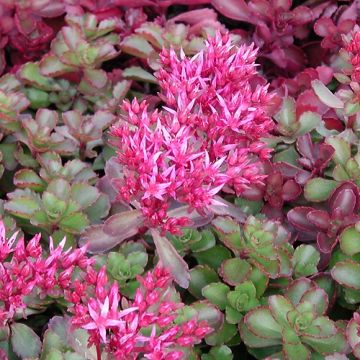 Sedum spurium Fuldaglut - Roze vetkruid
