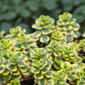 Sedum spurium Little Gecko - Roze vetkruid