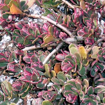 Sedum spurium Variegatum - Roze vetkruid