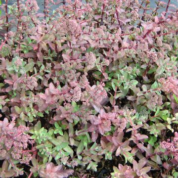 Hemelsleutel El Cid - Sedum telephium