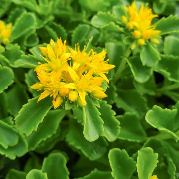 Sedum kamtschaticum - Kamtsjatka-muurpeper