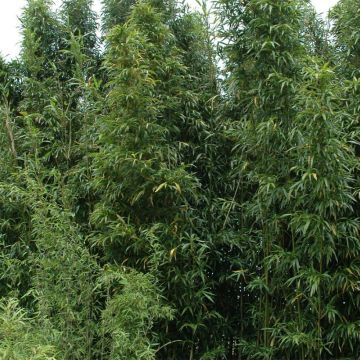 Semiarundinaria fastuosa Viridis - Zuilenbamboe