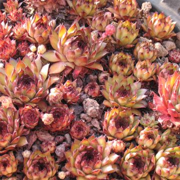 Sempervivum Bronco - Huislook