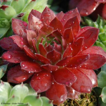 Sempervivum Chick Charms Cherry Berry - Huislook