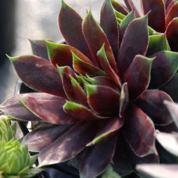 Sempervivum Chick Charms Cranberry Cocktail - Huislook
