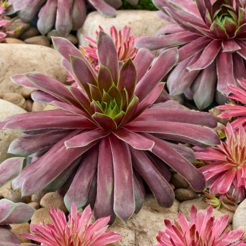 Sempervivum Chick Charms Giant Emerald Explosion - Huislook