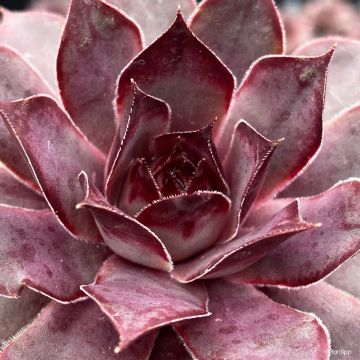 Sempervivum Chick Charms Grape Galaxy - Huislook