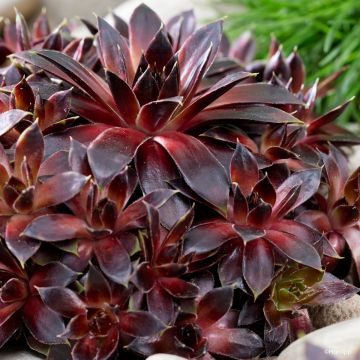 Sempervivum Coconut Crystal - Huislook