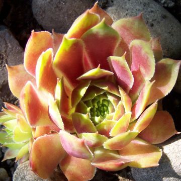 Sempervivum Commander Hay - Huislook