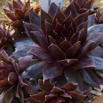 Sempervivum Dark Beauty - Huislook