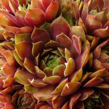 Sempervivum Gay Jester - Huislook