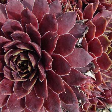Sempervivum Granat - Huislook