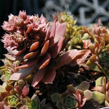 Sempervivum Purple Beauty - Huislook
