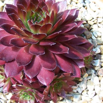 Sempervivum Rubin - Huislook