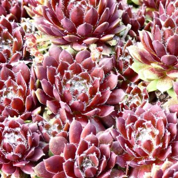 Sempervivum Silberkarneol - Huislook