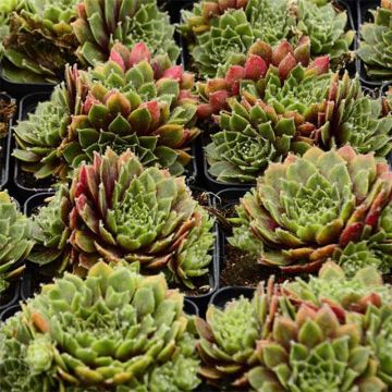 Sempervivum erythraeum Velvet Red - Huislook