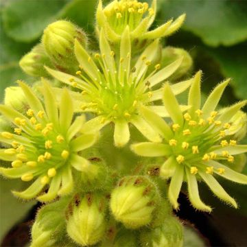 Sempervivum ciliosum var. borisii - Huislook
