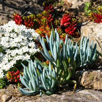 Senecio serpens - Blauwe krijtplant