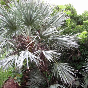Serenoa repens Silver - Zaagpalm